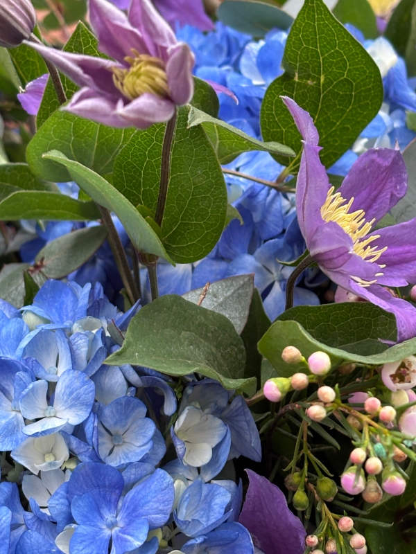 Blousy Hydrangea and Clematis.
