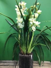 Cymbidium Orchid In Glass Vase.