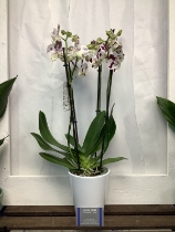4 stem polka dot orchid in pot.