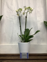 Double stem white orchid with pot.