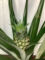 Pineapple plant.