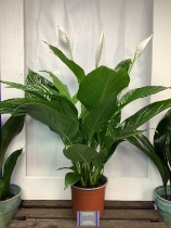 Spathiphyllum ( Peace Lily )
